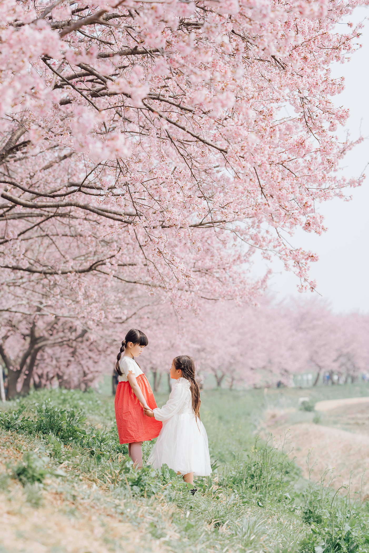 桜の木の下で向かい合う姉妹